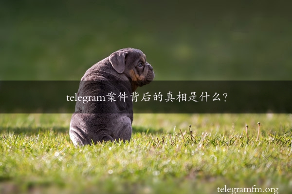 telegram案件背后的真相是什么？